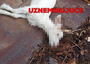 Čovjeku iz Dalmatinske zagore netko je ubacio otrov među koze: “Tužan sam, ljudi ili su ljubomorni ili su ludi”