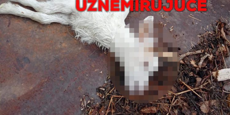 Čovjeku iz Dalmatinske zagore netko je ubacio otrov među koze: “Tužan sam, ljudi ili su ljubomorni ili su ludi”