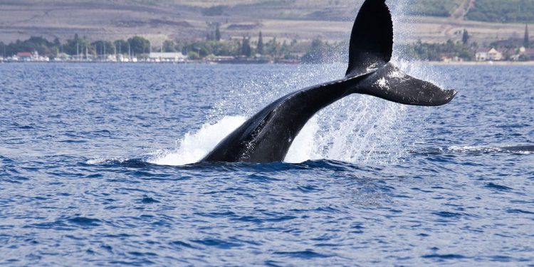 Crypto Whale kratke hlače 445 milijuna dolara u BTC -u dok uzimaju Bullish okladu na Melania token, show podataka Hyperliquid