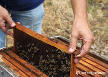 DUVANJSKI PČELARI Prošlogodišnja sezona donijela velike štete i gubitke, ni u 2025. situacija nije obećavajuća