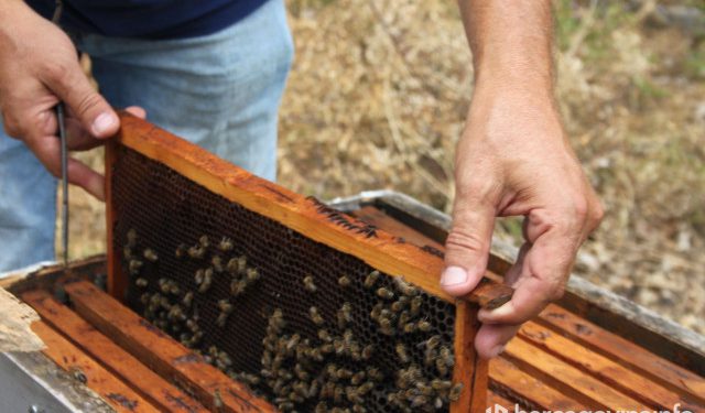 DUVANJSKI PČELARI Prošlogodišnja sezona donijela velike štete i gubitke, ni u 2025. situacija nije obećavajuća