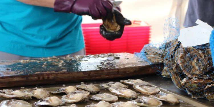 Dan limskih oštriga oduševio brojne posjetitelje