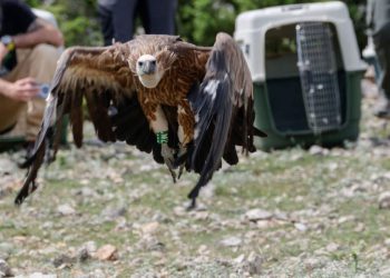 Danas je stanište bjeloglavih supova ograničeno na kvarnerske otoke