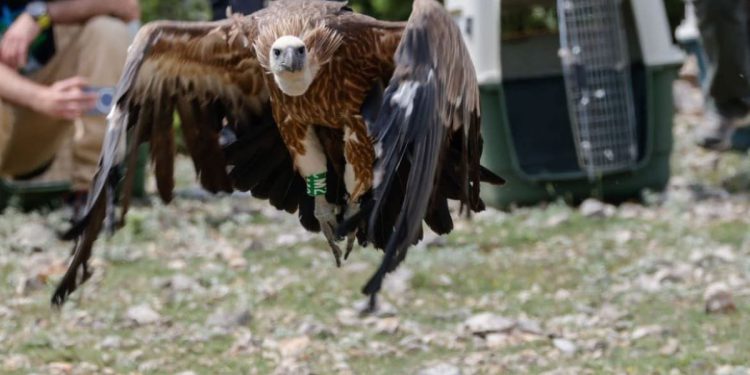 Danas je stanište bjeloglavih supova ograničeno na kvarnerske otoke