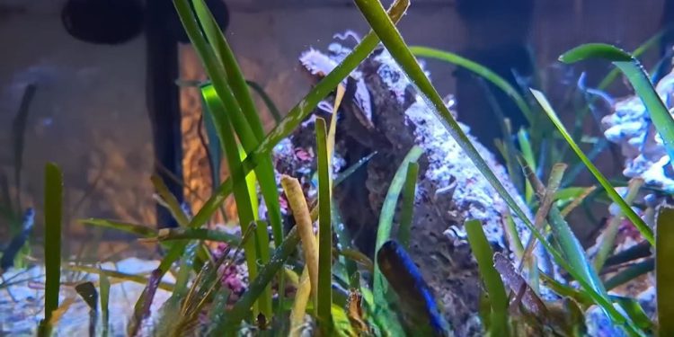 Danas se obilježava Svjetski dan morskih cvjetnica!