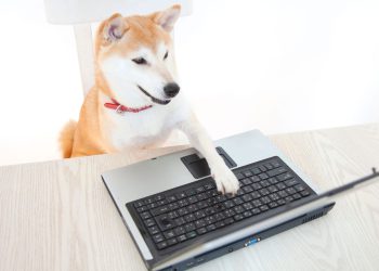 Elon Musk, dogecoin zagovornik i američka agencija Figuehead, kaže “Nijedan Doge in Doge”