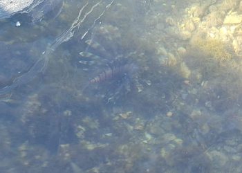 Invazivna riba lav uočena na Šolti