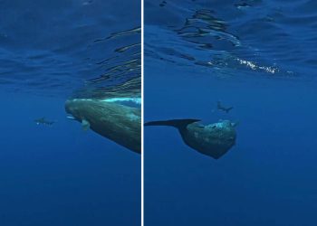 Jedan stao između njih, a drugi ugrizao morskog psa!