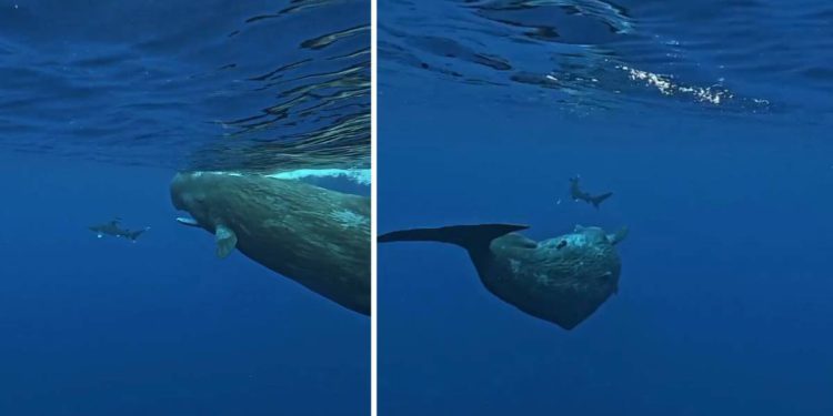 Jedan stao između njih, a drugi ugrizao morskog psa!