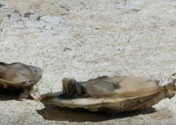 KAMENICE Izazovi uzgoja u Malostonskom zaljevu