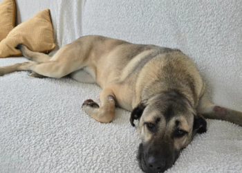 Karakterom je savršena, velika dobrica: Hrabra Iskra traži dom (FOTO)