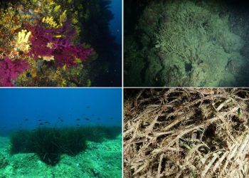 Mislite da je negativni utjecaj marikulture na morski okoliš mit? Apeliram da se dovedemo pameti!