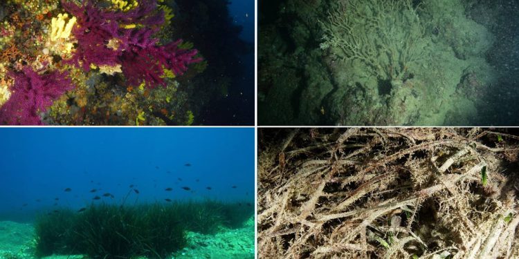 Mislite da je negativni utjecaj marikulture na morski okoliš mit? Apeliram da se dovedemo pameti!