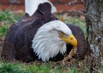 Murphy, ćelavi orao i udomljeni tata u stijenu, umro je nakon nasilnih oluja u Missouriju