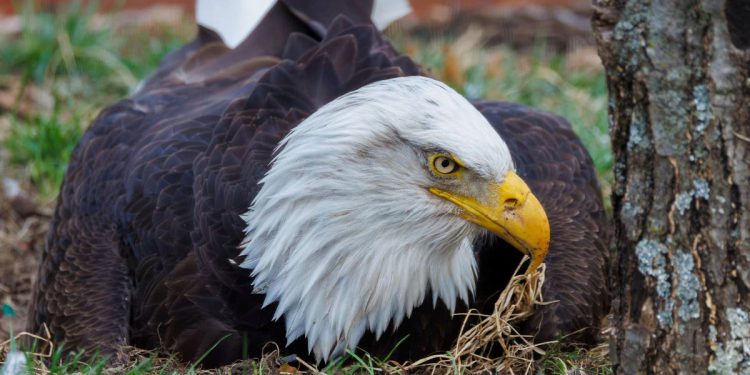 Murphy, ćelavi orao i udomljeni tata u stijenu, umro je nakon nasilnih oluja u Missouriju