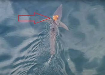 Najprije smo pomislili da pas ima ozljedu, kad ono…