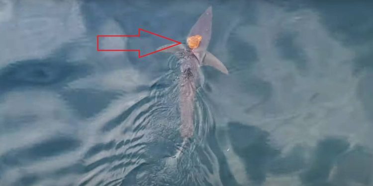 Najprije smo pomislili da pas ima ozljedu, kad ono…