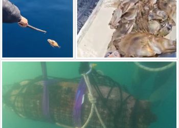 Nakon detonacije dviju zaostaloh bombi, s površine mora skupljali gomile ubijene ribe u šibenskom akvatoriju