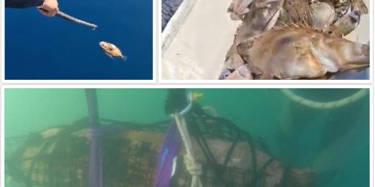 Nakon detonacije dviju zaostaloh bombi, s površine mora skupljali gomile ubijene ribe u šibenskom akvatoriju