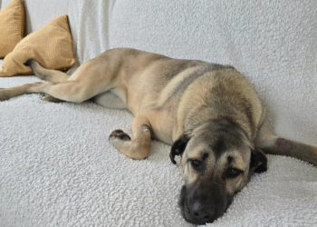 Novi plovidbeni red: Od Dana žena na Lokrumu vikendom možete uživati sat vremena dulje