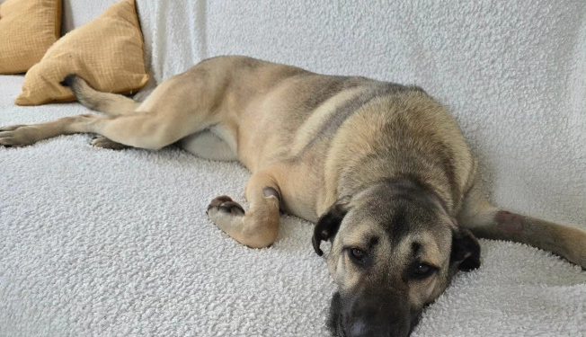 Novi plovidbeni red: Od Dana žena na Lokrumu vikendom možete uživati sat vremena dulje