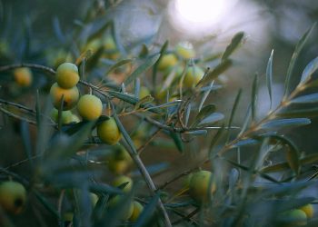 Općina Omišalj otočanima sufinancira sadnice