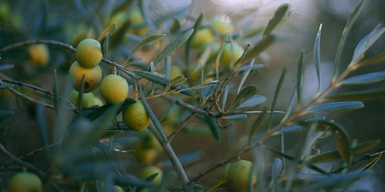 Općina Omišalj otočanima sufinancira sadnice