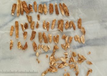 Ostaci neandertalca i ljudskog „depedo djeteta“ iz Lagara Velhoa datiraju 28.000 godina