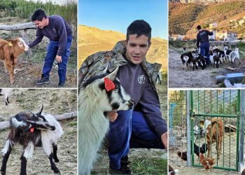 Ovaj 25-godišnjak oduševljava: Na teritoriju Splita odlučio podići životinjsku farmu, već ima 13 koza. Prvo je branio Privor kao vatrogasac, a sada ga oplemenjuje