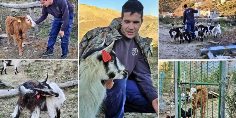 Ovaj 25-godišnjak oduševljava: Na teritoriju Splita odlučio podići životinjsku farmu, već ima 13 koza. Prvo je branio Privor kao vatrogasac, a sada ga oplemenjuje