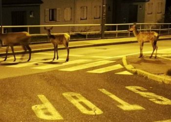 Pet naleta na srne u Istri u jednom danu