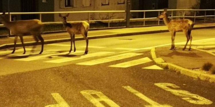 Pet naleta na srne u Istri u jednom danu