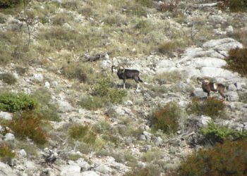 Policajac nije propucan u lovu nego u krivolovu? Policija: Pokrenuta je istraga