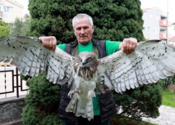 Policajci iz Ploča pomogli ranjenom orlu, a danas ga njeguje ‘šaptač pticama’