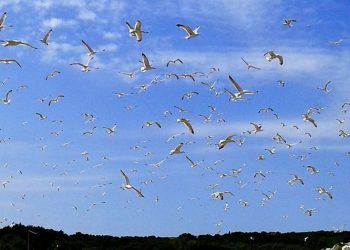 Projekt kontrole i suzbijanja populacije galebova klaukavca na zapadnoj obali Istre