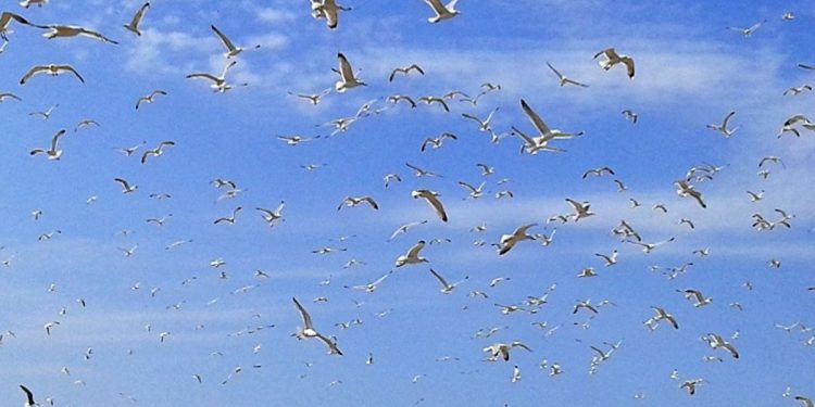 Projekt kontrole i suzbijanja populacije galebova klaukavca na zapadnoj obali Istre