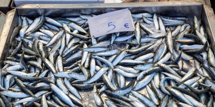 SRDELA I DALJE PRESITNA – Ni dvomjesečni lovostaj ne pomaže, previše je predatora!