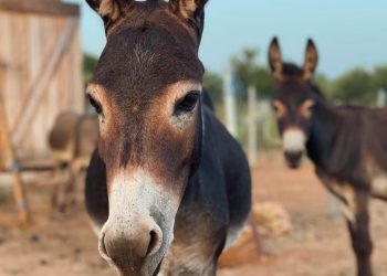 Šime Strikoman snima milenijsku fotografiju u Tribunju