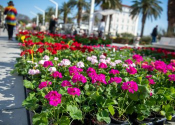 Splitska riva u cvjetnom ruhu