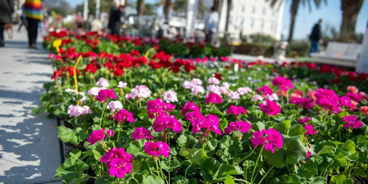 Splitska riva u cvjetnom ruhu