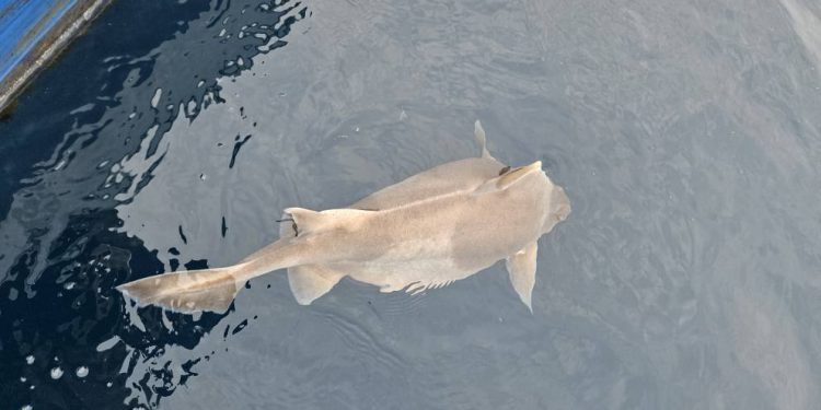 Strogo zaštićeni morski pas prasac ulovljen pa pušten natrag u more