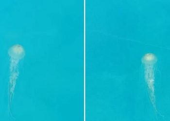 Svjetioničar iz Rovinja snimio impresivne primjerke dvije vrste meduza