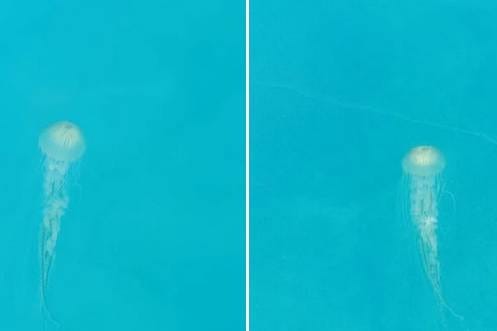 Svjetioničar iz Rovinja snimio impresivne primjerke dvije vrste meduza