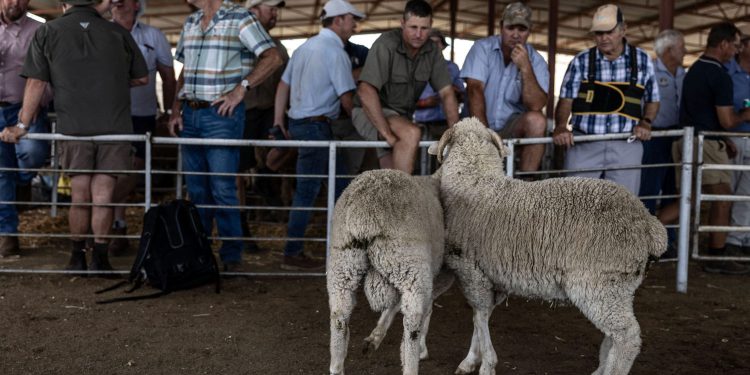 Trumpov administrator spreman dočekati neke Južnoafričane prijeteće nasiljem