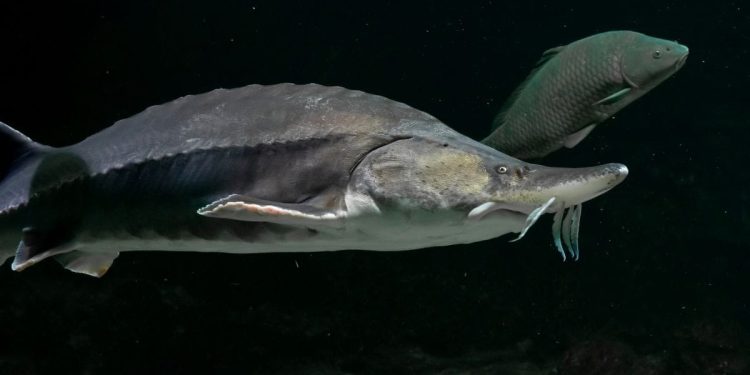 U Jadranu viđena riba koje nije bilo 36 godina