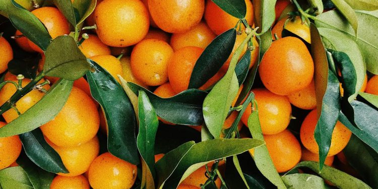 U dolini Neretve počela rezidba stabala agruma