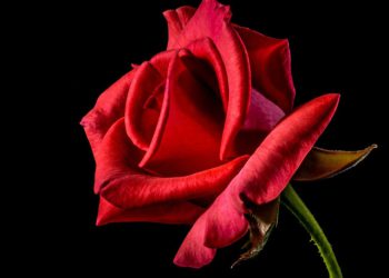 VIDEO Više od 60 žena ubijeno je tijekom posljednjih šest godina u BIH