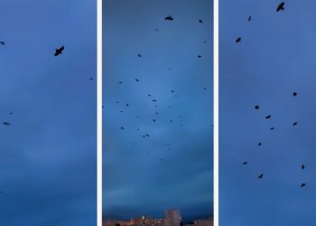 VIDEO Zastrašujući prizor na nebu iznad splitskog kvarta. Ovo je kao iz horor filma: “Bučale su, kreštale…”