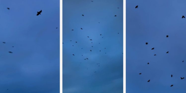 VIDEO Zastrašujući prizor na nebu iznad splitskog kvarta. Ovo je kao iz horor filma: “Bučale su, kreštale…”