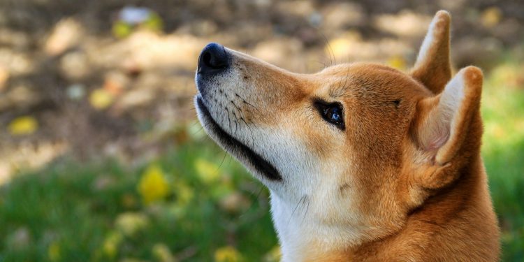 Zaklada kupuje 10 m tokena u sklopu novog doge rezervata
